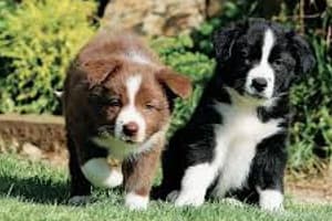 Border Collie Breed