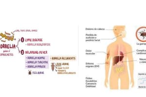 Fiebre Recurrente (FR)