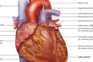 Chapter 19- Heart  Quiz