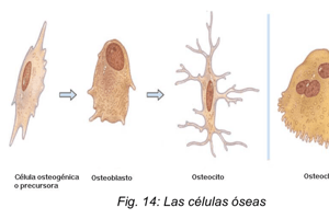 50. Sustancia fundamental tejido conjuntivo a células de sostén sistema nervioso 113 a 129