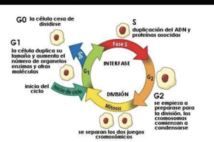 25. Quiz definición familia 9 a 12