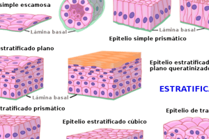 Tema 1