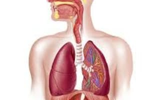 lab 7 - respiratory system