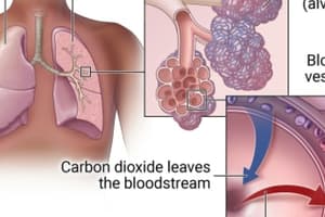 Respiratory System: gas exchange and pulmonary circulation (lecture 15)