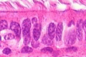 Identificación de tejidos a través de microscopía