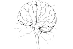 Nuclei della Base: Funzioni e Patologie (Fisiologia 97)