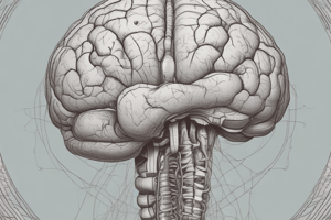 Brain Anatomy: Cerebellum and Metencephalon