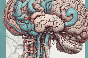 Brain Anatomy: Cerebrum, Brainstem, Cerebellum