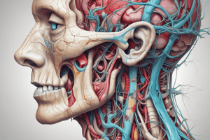 Cranial nerves Cycle 6