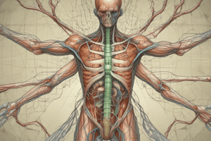 Lymphatic System