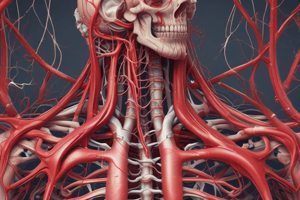 Thoracic Arteries Anatomy and Functions Quiz