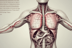 Anatomy of the Larynx