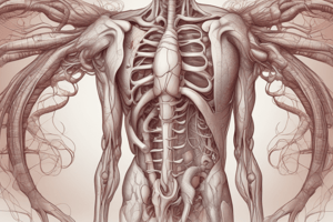 Ninja Nerd - Circulatory System | Arteries of the Thorax & Abdomen | Flow Chart