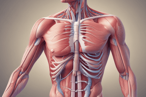 Physiology & Anatomy of Smooth Muscle