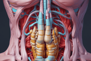 Anterior Abdominal Wall Anatomy Quiz