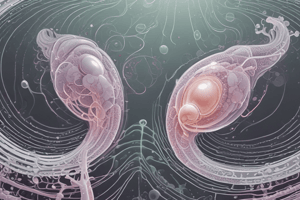 Spermatogenesis Process and Stages