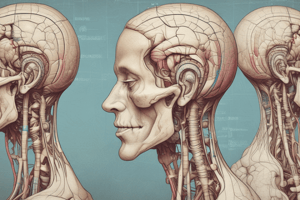 BDS2: Brainstem & Cranial Nerves