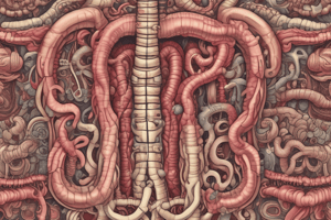 Small Intestine and Digestion