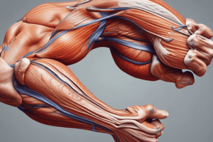 Superficial Anatomy of the Upper Limb