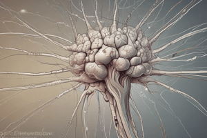 Brainstem Overview and Internal Structure