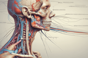 Anatomy LE 5: Autonomic and Peripheral Nervous Systems