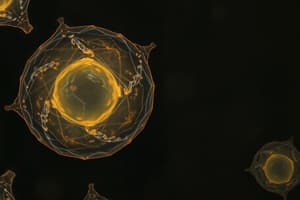 T Cell Maturation Stages