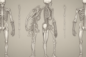 Skeletal System and Bone Physiology