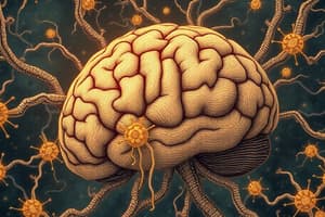 Neuron Types and Neuromyths