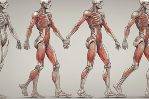 Gait Cycle and Lower Limb Muscles