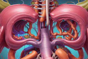 Digestive System Anatomy and Function