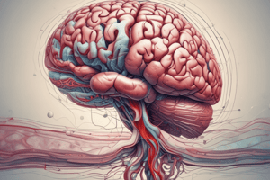 Brain Anatomy: Blood Brain Barrier and Imaging