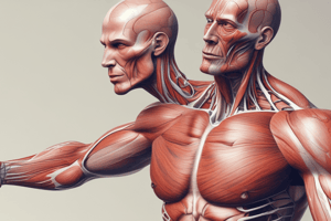 Muscular System Functions and Types