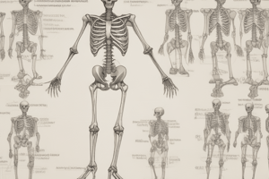 Vertebrate Skeleton Functions and Types