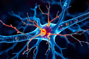 Neuron Structure and Electrochemical Gradients