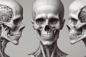 Cranial Nerves and Facial Skeleton