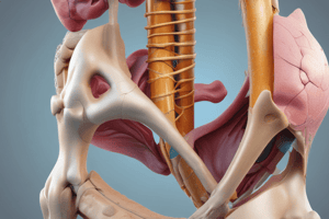 Hip Joint Anatomy and Synovial Membrane Quiz