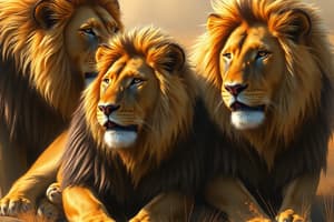 Lion Characteristics and Behavior