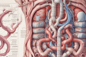 Upper Gastrointestinal Tract Anatomy