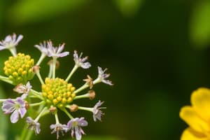 Anthophyta/Angiosperms: Flowering Plants
