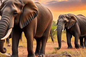 Elephants in Crisis Quiz