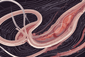 Spermatogenesis: Process of Male Gamete Formation