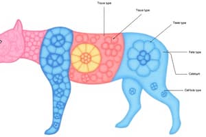 Animal Organization and Function