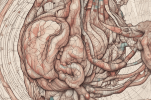 Structure and Functions of the Dermis and Hypodermis