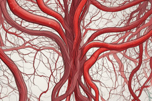 Blood Vessels: Arteries and Veins