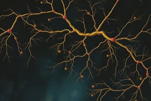 Neurotransmission and Synapses