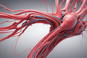 Anatomy of Arterial Wall Layers