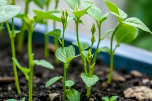 Science Project on Growing Bean Plants