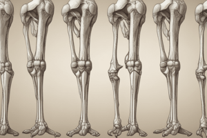 Anatomie de l'os fémur