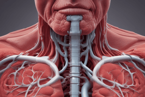 L1 Functions of Respiratory System and Respiratory Cycle