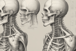 Anatomía del Cuello